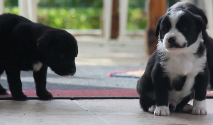 Proin ornare, quam non varius malesuada